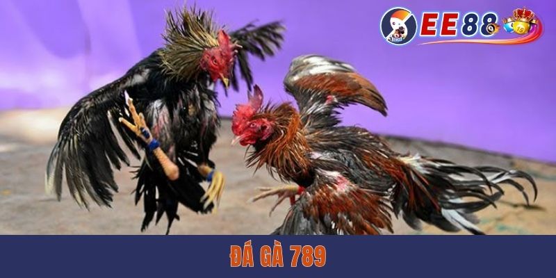Đá Gà 789 - Mãn Nhãn Với Những Màn Chọi Kê Nảy Lửa Đá Gà 789 - Mãn Nhãn Với Những Màn Chọi Kê Nảy Lửa tại ee88